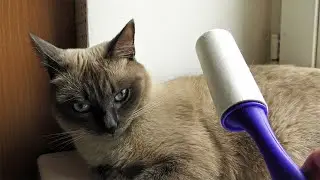 Cleaning My Thai Cat 4k video