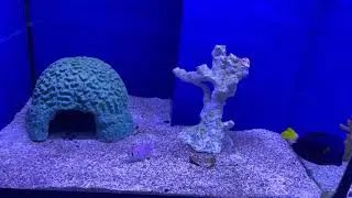 Dallas North Aquarium Fiyatlar Ekipmanlar Canlilar Mehmet Hakan TATLICI Meta Reef Aquarium