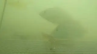 Black drum and other fish take the bait