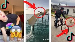 oh no oh no oh no no no song - TIKTOK COMPILATION