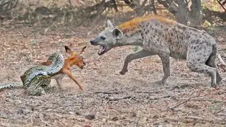 IMPALA BABY TRIES ESCAPING PYTHON & HYENA