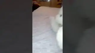 Продолжение за лайки и комментарии