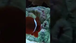 nano Reef tank