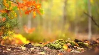 Welcome Autumn