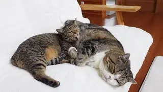 まる母さん。-Mother Maru.-