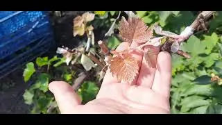 Трохи  винограду, є питання!