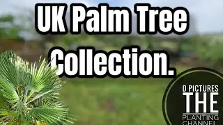 Palm tree collection UK