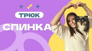 Обучалка трюку СПИНКА или Запрыгни на спинку, запрыгни на плечо, сиди на плече