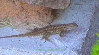 Lizard - Ящерица