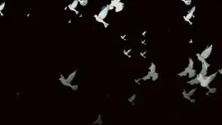 black screen effect||birds green screen effects||bird's green screen status||birds green screen