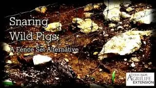 Snaring Wild Pigs: Ground Anchored Trail Set