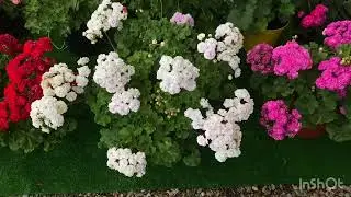 Цветение пеларгоний
