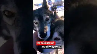 Перевал Дятлова на собачьих упряжках. Ссылка на фильм в описании #перевалдятлова  #альбертсеверный