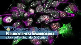 NICO - Neurogenesi Embrionale