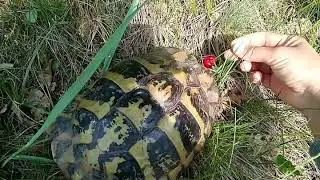 Дикая черепашка в саду