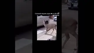 Crosswalks Etiquette Japan 🇯🇵 vs USA 🇺🇲