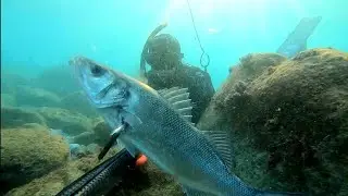 Chasse sous marine côte d'azur mars 2020