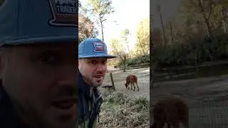 Llama Got Back Though!             #comedy #animals #zoo #shorts #funnyclips #funnyshorts #llamas