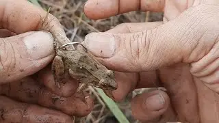 cara memasang tajur umpan anak katak yang baik dan benar