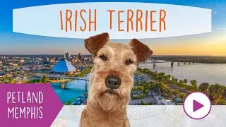 Irish Terrier Fun Facts