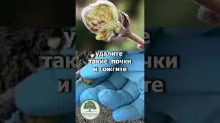 Опасный вредитель смородины