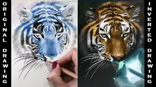 Inverted Colored Pencil Drawing of a TIGER | Jasmina Susak
