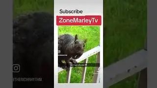 ￼ Frustrated Squirrel