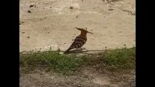 Птичка удод (Hoopoe)