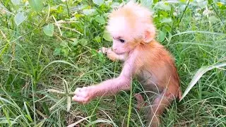 Little monkey Niki is very docile and cute