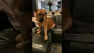 Boerboel’s Are Just Little Lap Dogs at Heart 