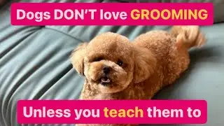 Watch this video before your dog’s grooming!