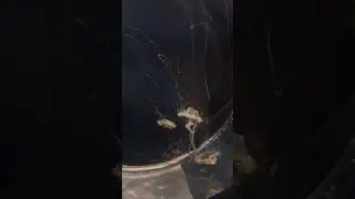 безумно красивые медузы #аквариумистика