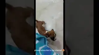 Highly aggressive - Boxer puppy braking 😱🤣|| (Shorts video) || boxer || dangerous boxer dog || viral