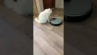 Мартин белый кот вылизывается, а робот пылесос выпендривается.