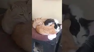 cats now freeze