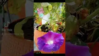 ОДНОДНЕВКА. КАЖДЫЙ ДЕНЬ НОВЫЙ ЦВЕТОК! лето 2022
