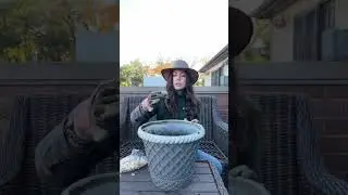 How to Plant Allium Bulbs in Pots  #containergardening