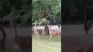Deer having food with help of monkey #monkey