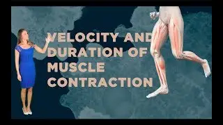 Muscle Contraction: Velocity & Duration