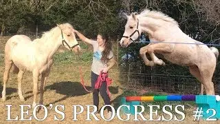 LEO’S PROGRESS #2 | Voiceover