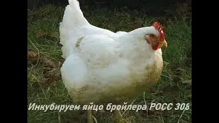 Инкубируем бройлера РОСС-308. Тонкости инкубации.