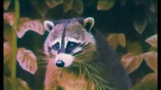 Nightshifts  - Rover