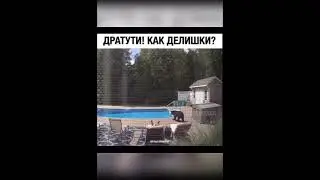 Медведь испугался