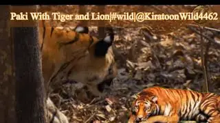 Paki With Tiger and Lion|#wild|@KiratoonWildStory