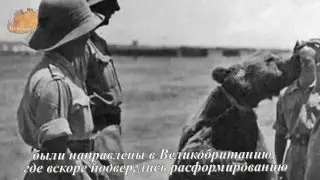 ВОЙТЕК. The bear that went to war