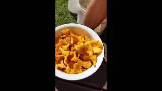 Пошел в лес за черникой,а набрел на .........:)