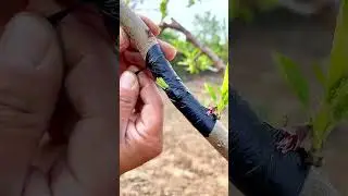 Fruit Tree Grafting Techniques 