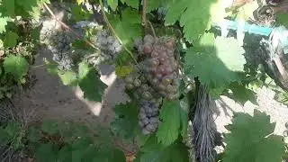 Диамант ( Олег ) - лучший из мускатных технических сортов