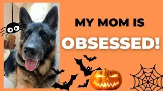 Witch please 🙄😂 My mom’s Halloween obsession #dogs