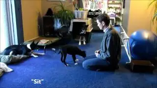 11 week old border collie puppy training